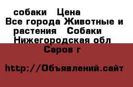 собаки › Цена ­ 2 500 - Все города Животные и растения » Собаки   . Нижегородская обл.,Саров г.